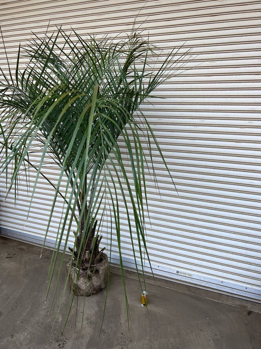ココスヤシ シルバーリーフ ヤシの木 ヤシ 庭木 植木 庭 ココスヤシ シルバーリーフ ヤシの木 ヤシ 庭木 植木 庭