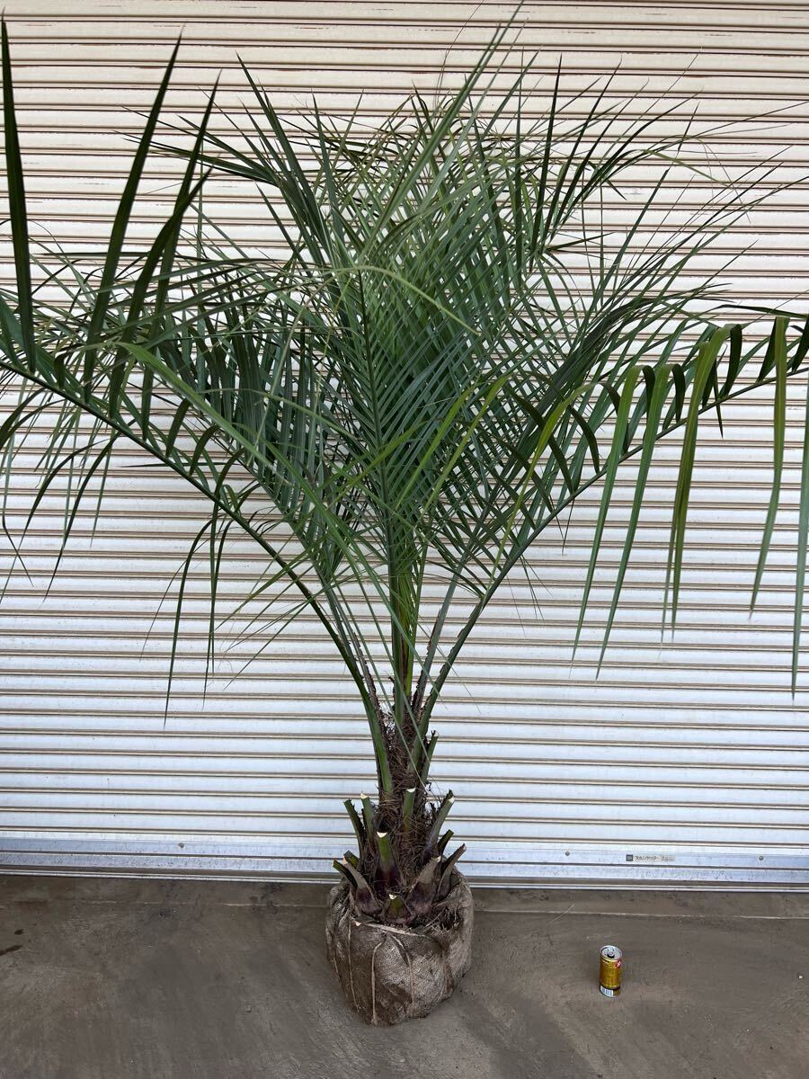 ココスヤシ シルバーリーフ ヤシの木 ヤシ 庭木 植木 庭 ココスヤシ シルバーリーフ ヤシの木 ヤシ 庭木 植木 庭