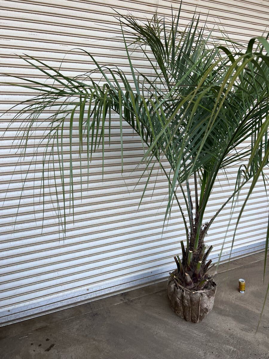 ココスヤシ シルバーリーフ ヤシの木 ヤシ 庭木 植木 庭 ココスヤシ シルバーリーフ ヤシの木 ヤシ 庭木 植木 庭
