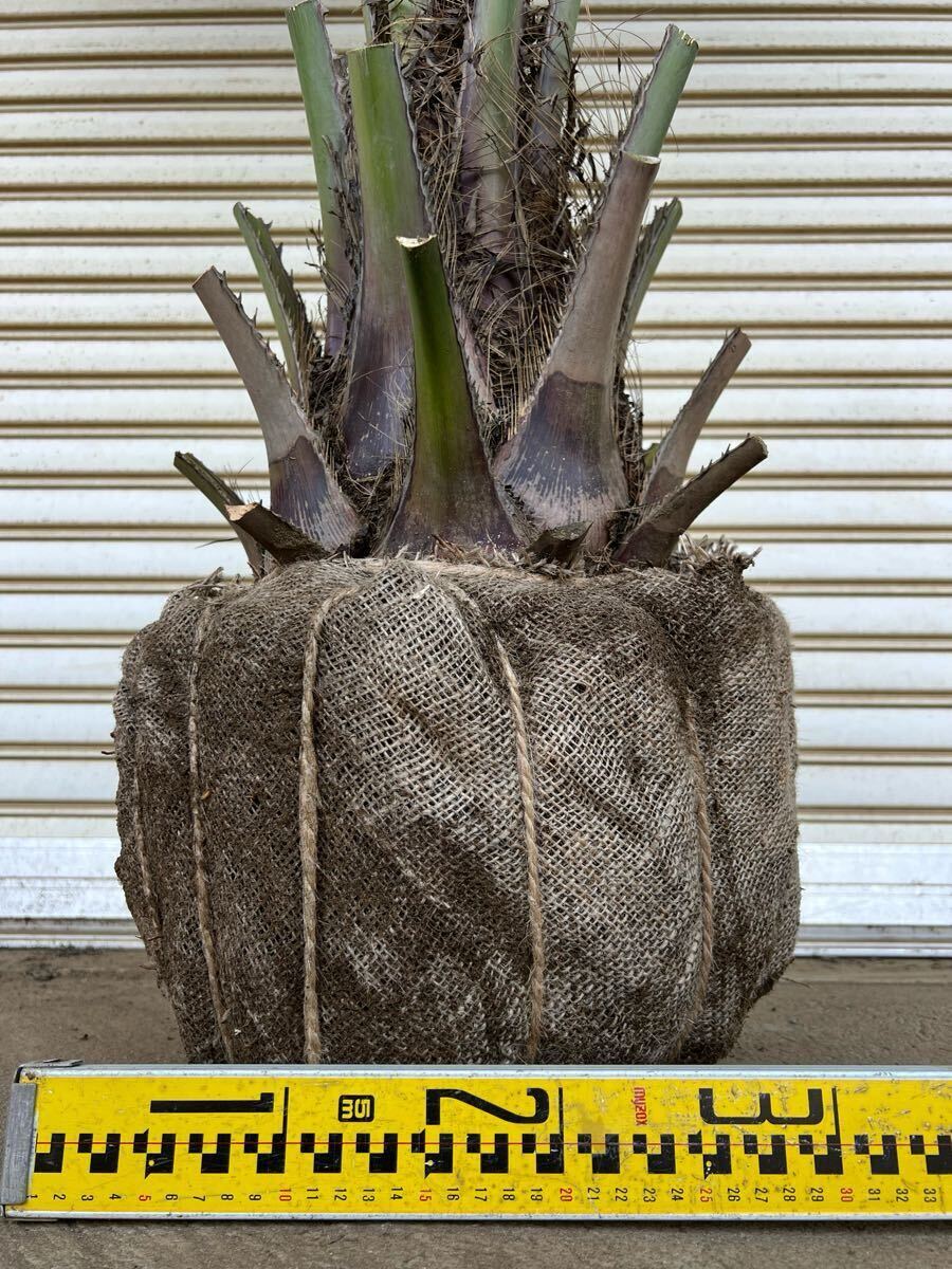 ココスヤシ シルバーリーフ ヤシの木 ヤシ 庭木 植木 庭 ココスヤシ シルバーリーフ ヤシの木 ヤシ 庭木 植木 庭
