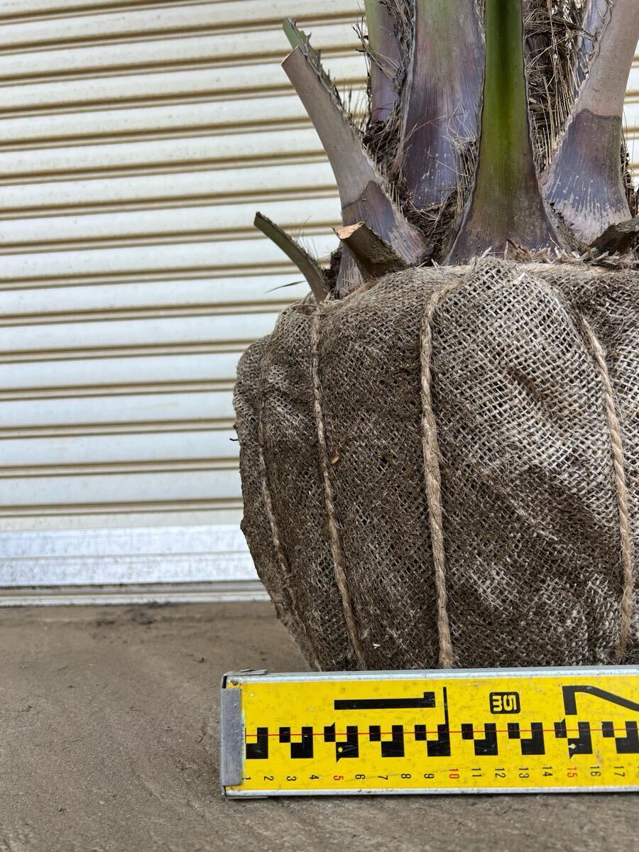 ココスヤシ シルバーリーフ ヤシの木 ヤシ 庭木 植木 庭 ココスヤシ シルバーリーフ ヤシの木 ヤシ 庭木 植木 庭