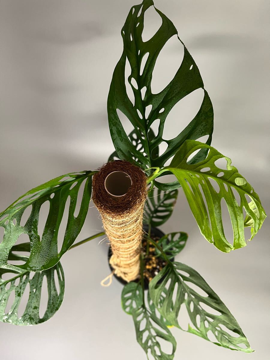 モンステラ　アクミナータ　Monstera acuminata 27