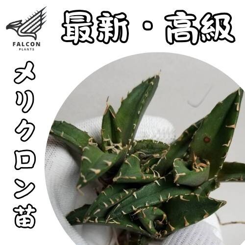 アガベ チタノタ 巨獣BEAST】3/検 青犀 清櫻 スーパーチタノタ アガベ チタノタ 巨獣BEAST】3/検 青犀 清櫻 スーパーチタノタ