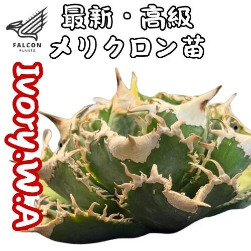 アガベ チタノタ Ivory.W.A.】/検 青犀 清櫻 スーパーチタノタ アガベ チタノタ Ivory.W.A.】/検 青犀 清櫻 スーパーチタノタ