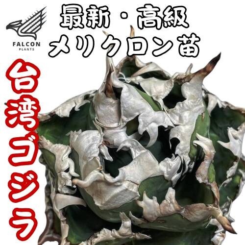 アガベ チタノタ 台湾ゴジラ】哥斯拉メリクロン1/検 青犀 清櫻 アガベ チタノタ 台湾ゴジラ】哥斯拉メリクロン1/検 青犀 清櫻