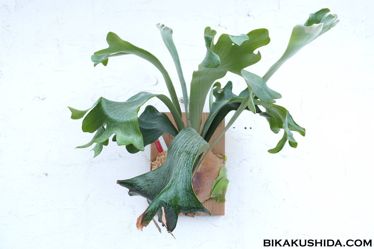 P. hillii 'Raijin' 【株分け株】□ビカクシダと僕□BIKAKUSHIDA P. hillii 'Raijin' 【株分け株】□ビカクシダと僕□BIKAKUSHIDA