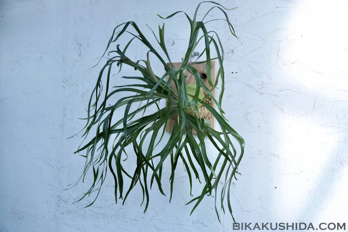 P. Ziesenhenne 【株分け株】□ビカクシダと僕□BIKAKUSHIDA.COM P. Ziesenhenne 【株分け株】□ビカクシダと僕□BIKAKUSHIDA.COM