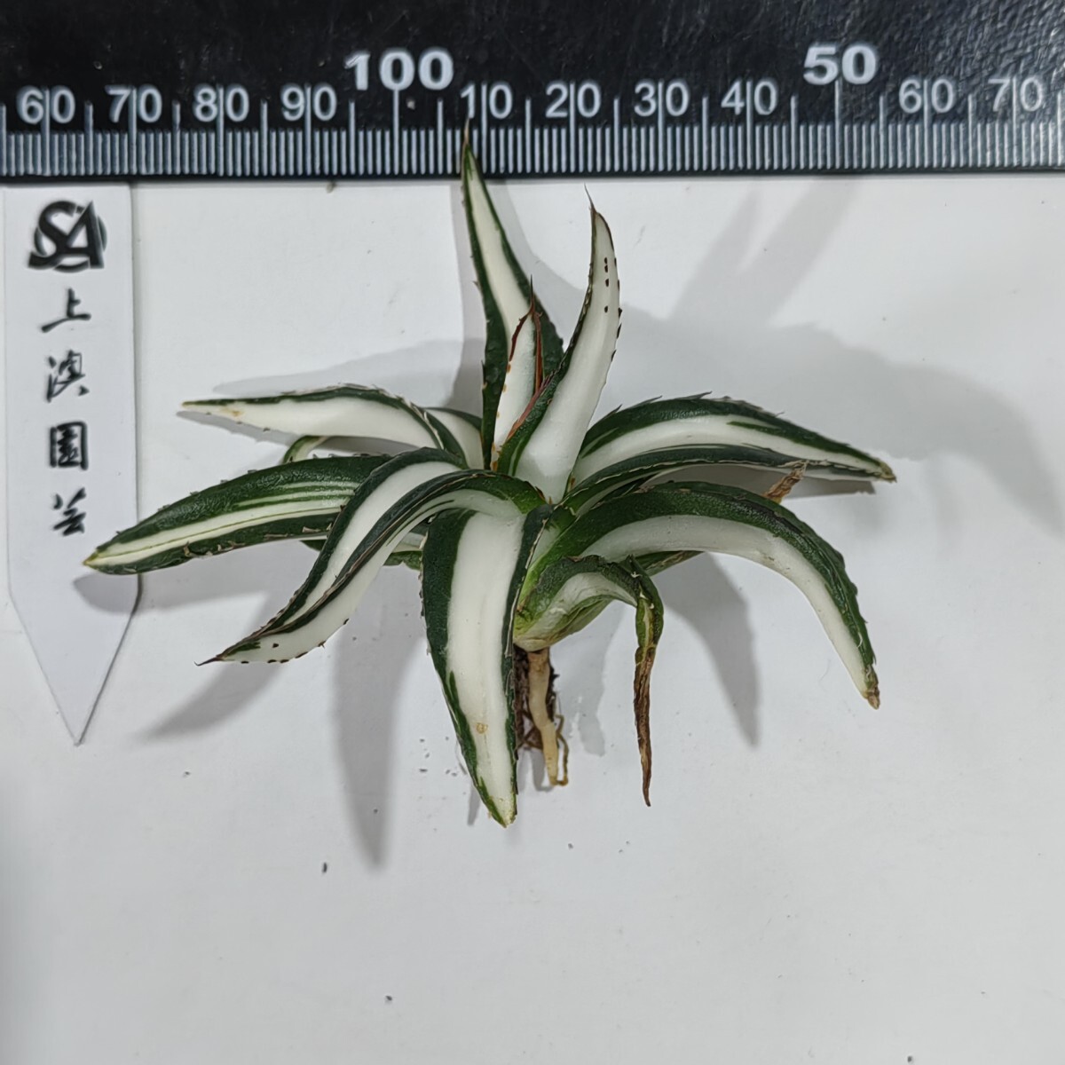362【上澳園芸】アガベ チタノタ 氷山白中斑 優良血統 極上株 362【上澳園芸】アガベ チタノタ 氷山白中斑 優良血統 極上株