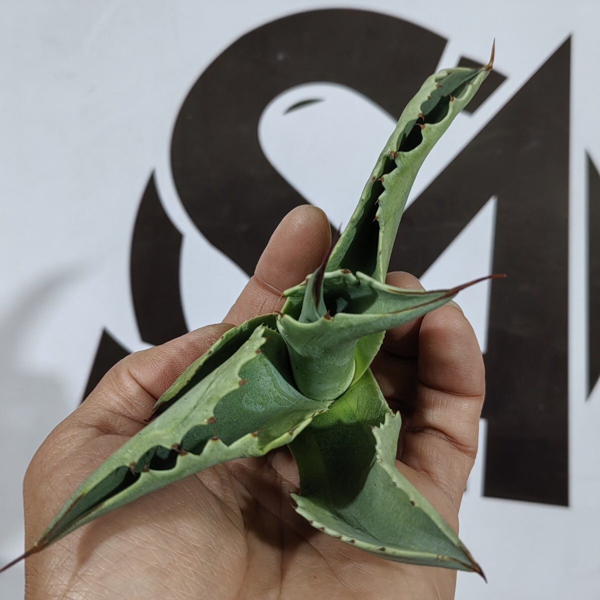 394【上澳園芸】アガベ チタノタ オバティフォリア オルカ Agave 394【上澳園芸】アガベ チタノタ オバティフォリア オルカ Agave