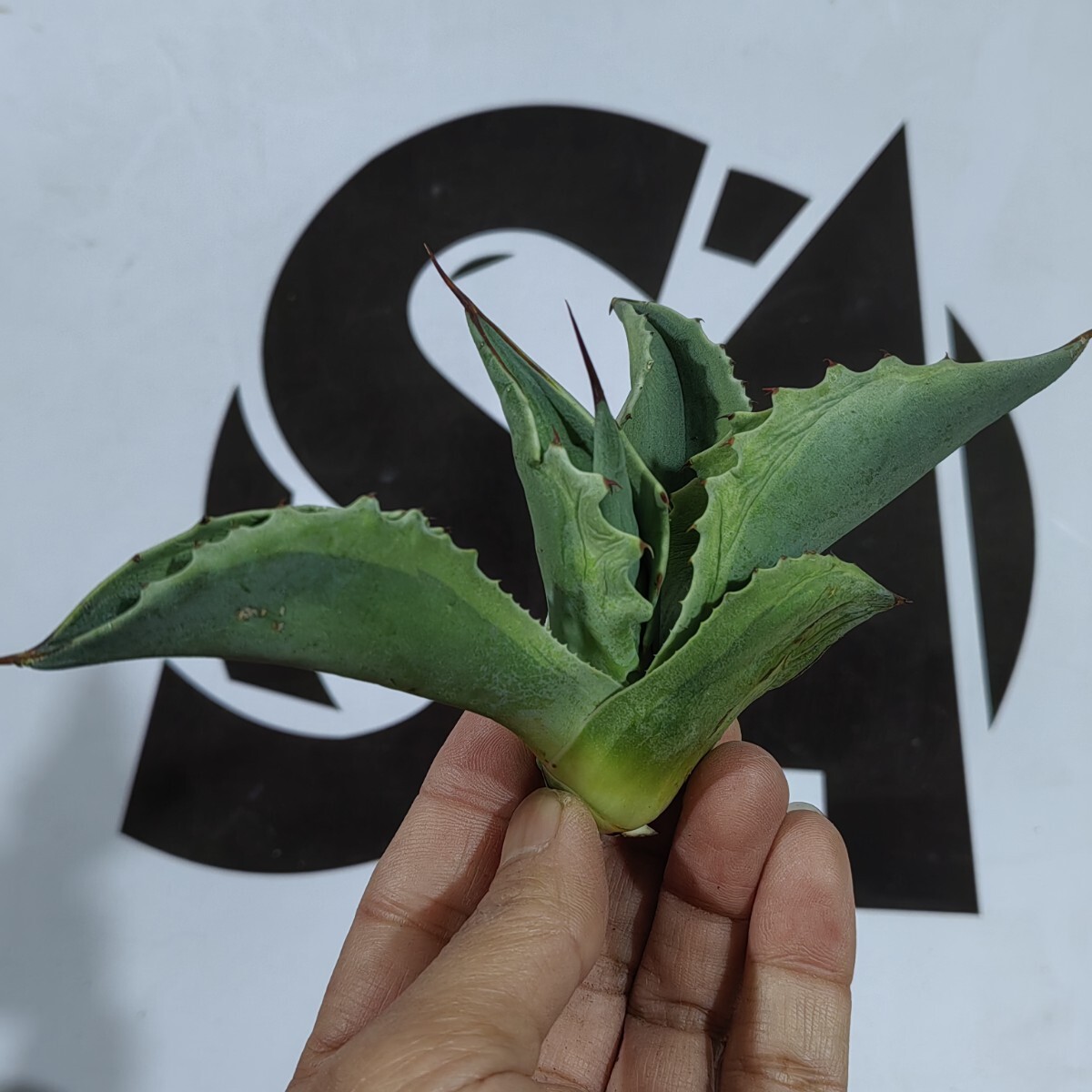 394【上澳園芸】アガベ チタノタ オバティフォリア オルカ Agave 394【上澳園芸】アガベ チタノタ オバティフォリア オルカ Agave