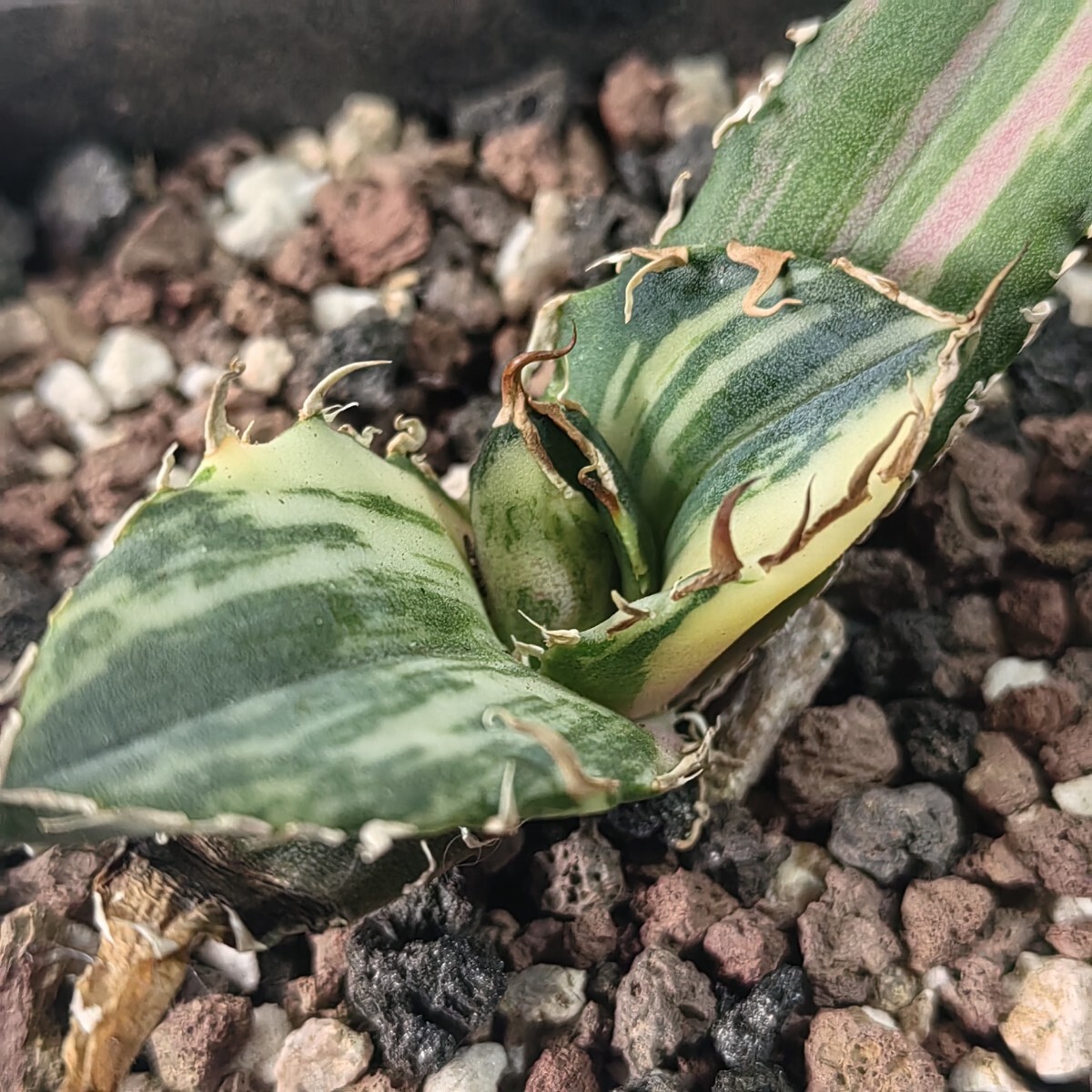 405【上澳園芸】 アガベ Agave チタノタ 白鯨錦 縞斑錦(永久斑 405【上澳園芸】 アガベ Agave チタノタ 白鯨錦 縞斑錦(永久斑