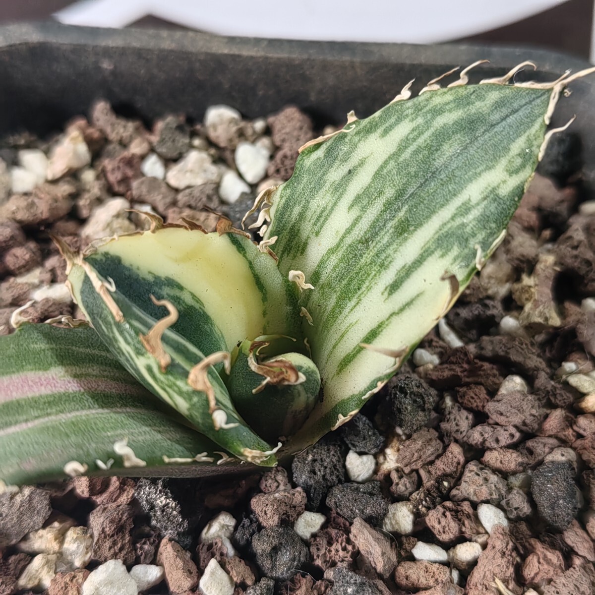 405【上澳園芸】 アガベ Agave チタノタ 白鯨錦 縞斑錦(永久斑 405【上澳園芸】 アガベ Agave チタノタ 白鯨錦 縞斑錦(永久斑
