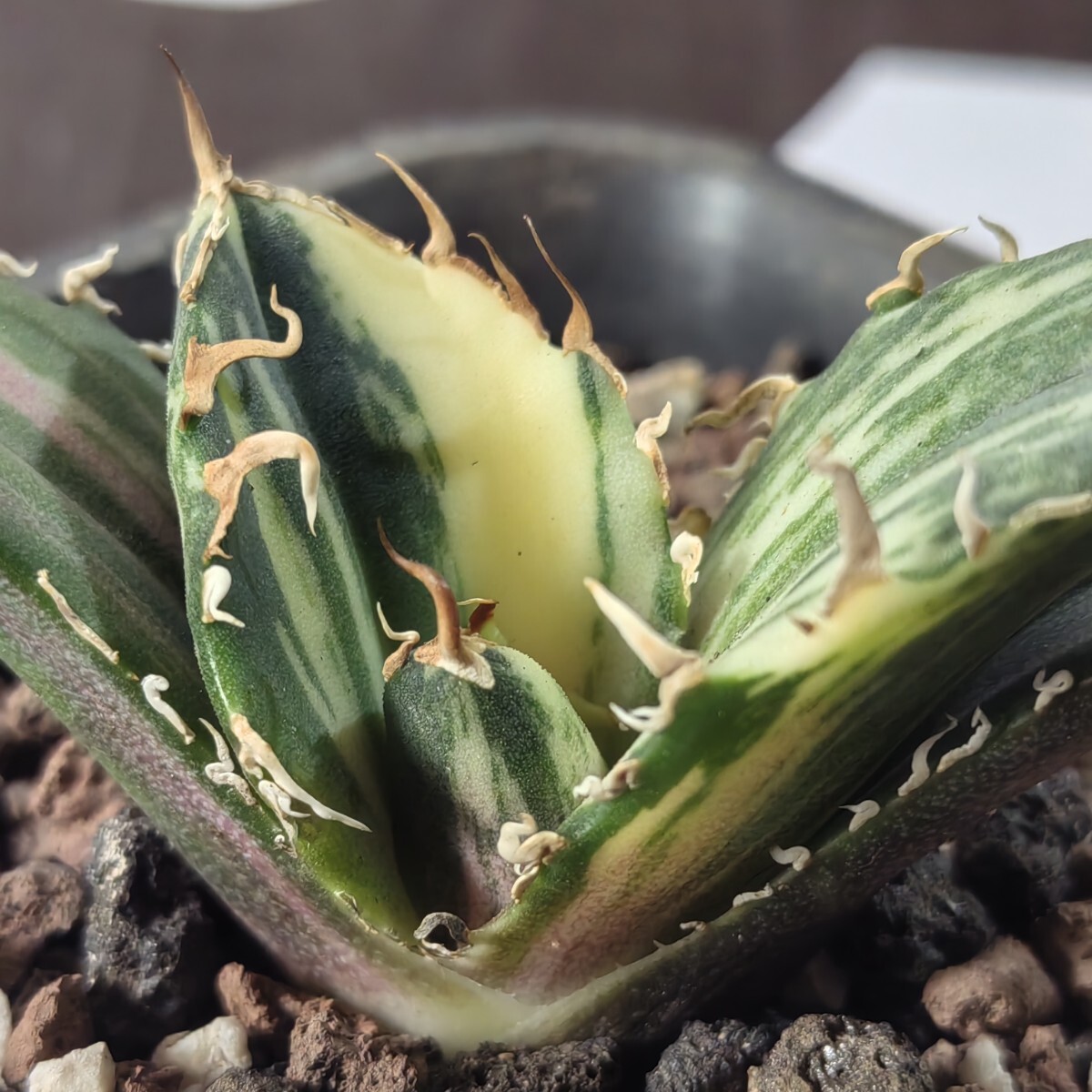 405【上澳園芸】 アガベ Agave チタノタ 白鯨錦 縞斑錦(永久斑 405【上澳園芸】 アガベ Agave チタノタ 白鯨錦 縞斑錦(永久斑