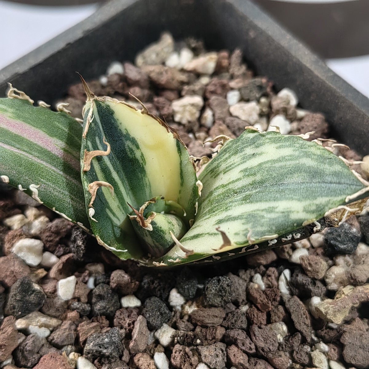 405【上澳園芸】 アガベ Agave チタノタ 白鯨錦 縞斑錦(永久斑 405【上澳園芸】 アガベ Agave チタノタ 白鯨錦 縞斑錦(永久斑