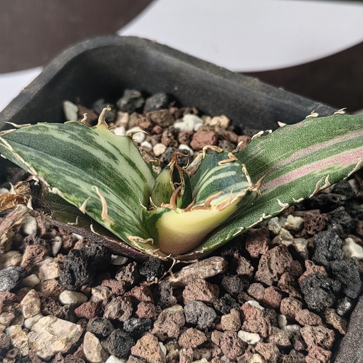 405【上澳園芸】 アガベ Agave チタノタ 白鯨錦 縞斑錦(永久斑 405【上澳園芸】 アガベ Agave チタノタ 白鯨錦 縞斑錦(永久斑