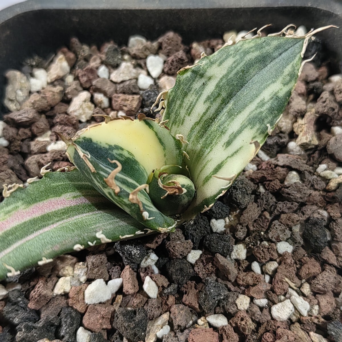 405【上澳園芸】 アガベ Agave チタノタ 白鯨錦 縞斑錦(永久斑 405【上澳園芸】 アガベ Agave チタノタ 白鯨錦 縞斑錦(永久斑