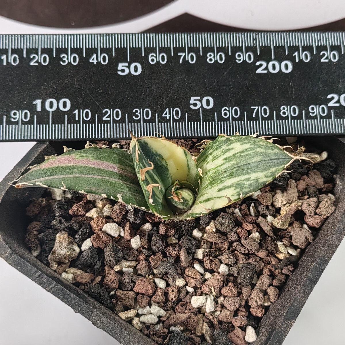 405【上澳園芸】 アガベ Agave チタノタ 白鯨錦 縞斑錦(永久斑 405【上澳園芸】 アガベ Agave チタノタ 白鯨錦 縞斑錦(永久斑
