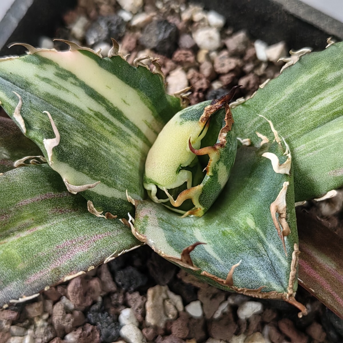 127【上澳園芸】 アガベ Agave チタノタ 白鯨錦 縞斑錦(永久斑 127【上澳園芸】 アガベ Agave チタノタ 白鯨錦 縞斑錦(永久斑