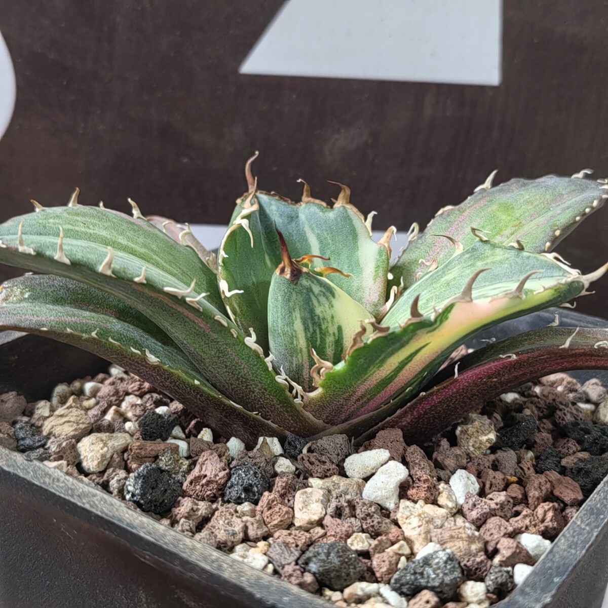 127【上澳園芸】 アガベ Agave チタノタ 白鯨錦 縞斑錦(永久斑 127【上澳園芸】 アガベ Agave チタノタ 白鯨錦 縞斑錦(永久斑