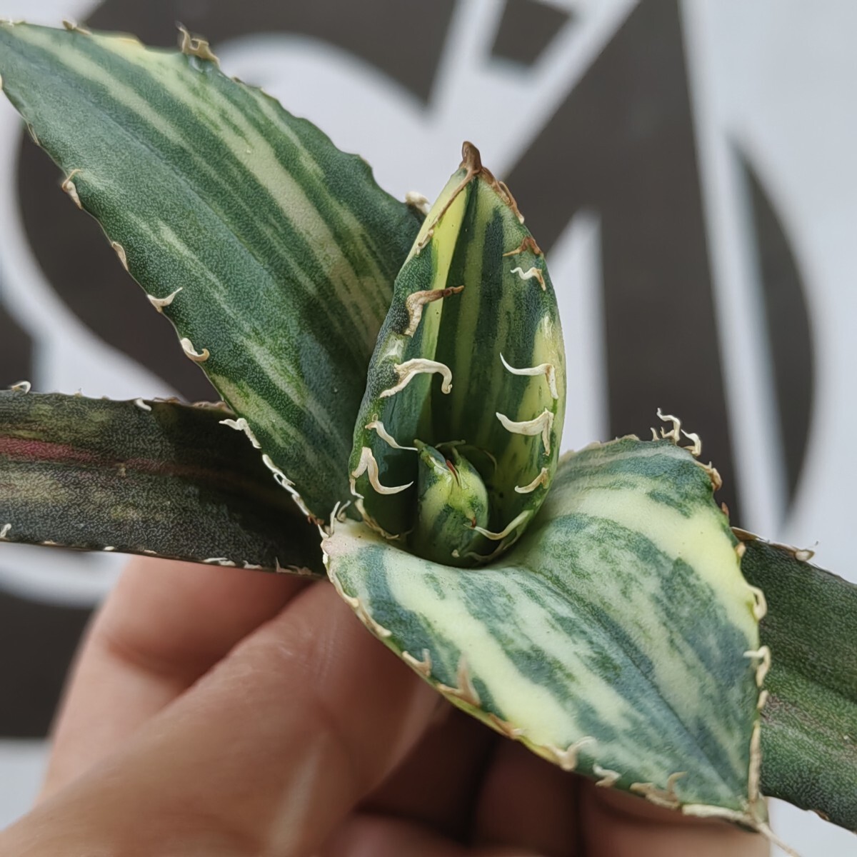 188【上澳園芸】 アガベ Agave チタノタ 白鯨錦 縞斑錦(永久斑 188【上澳園芸】 アガベ Agave チタノタ 白鯨錦 縞斑錦(永久斑