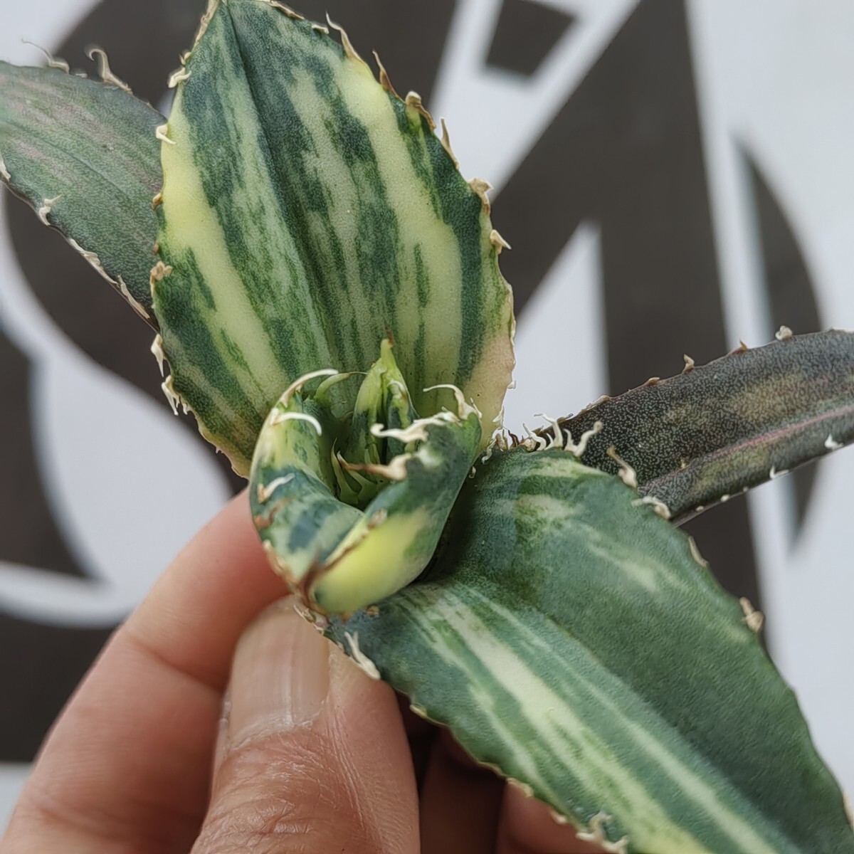 188【上澳園芸】 アガベ Agave チタノタ 白鯨錦 縞斑錦(永久斑 188【上澳園芸】 アガベ Agave チタノタ 白鯨錦 縞斑錦(永久斑
