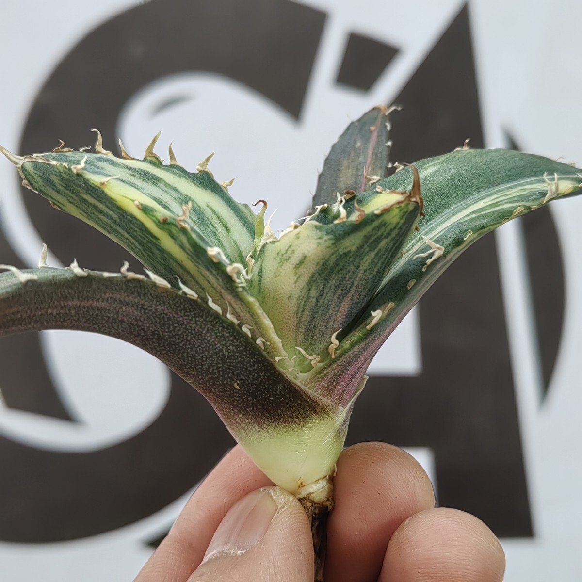 188【上澳園芸】 アガベ Agave チタノタ 白鯨錦 縞斑錦(永久斑 188【上澳園芸】 アガベ Agave チタノタ 白鯨錦 縞斑錦(永久斑