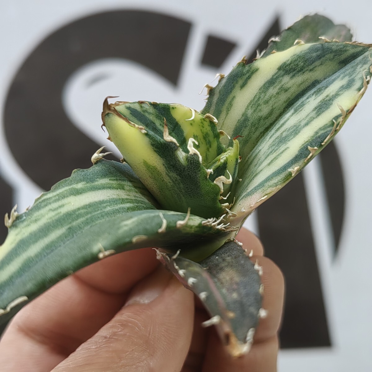 188【上澳園芸】 アガベ Agave チタノタ 白鯨錦 縞斑錦(永久斑 188【上澳園芸】 アガベ Agave チタノタ 白鯨錦 縞斑錦(永久斑