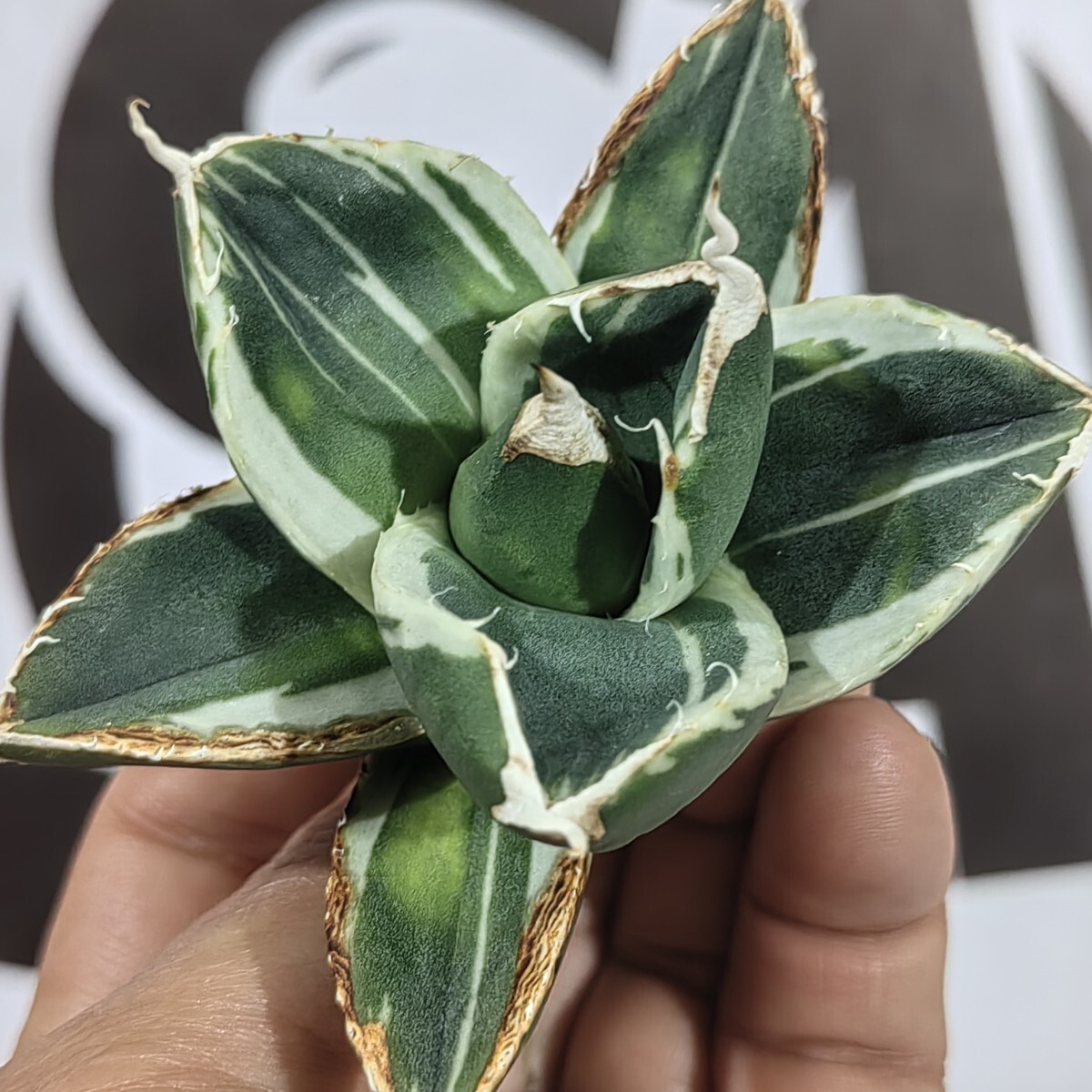 304【上澳園芸】アガベ チタノタ SAD錦 南アフリカダイヤモンド 304【上澳園芸】アガベ チタノタ SAD錦 南アフリカダイヤモンド