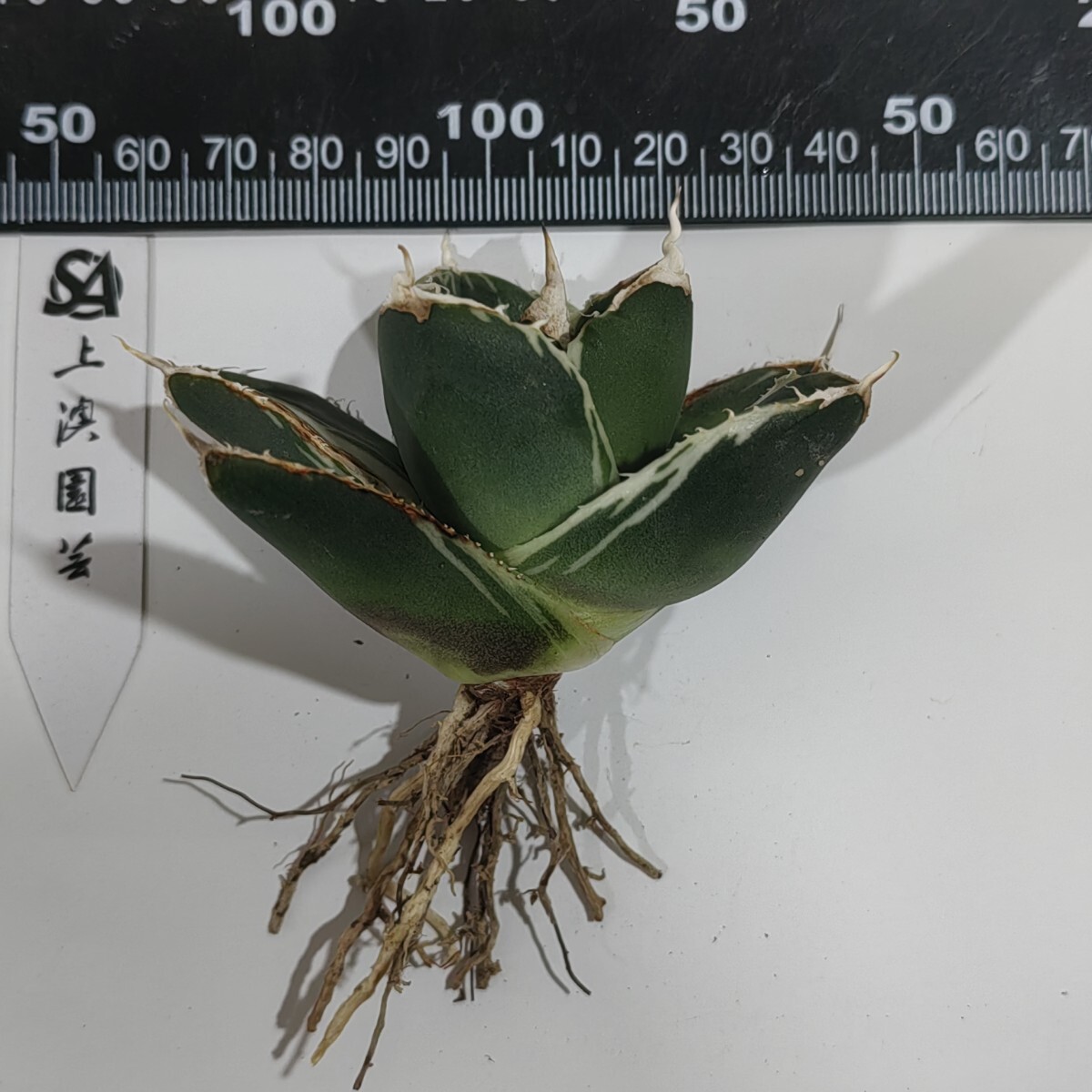 304【上澳園芸】アガベ チタノタ SAD錦 南アフリカダイヤモンド 304【上澳園芸】アガベ チタノタ SAD錦 南アフリカダイヤモンド