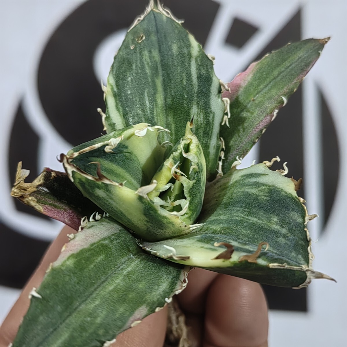 306【上澳園芸】 アガベ Agave チタノタ 白鯨錦 縞斑錦(永久斑 306【上澳園芸】 アガベ Agave チタノタ 白鯨錦 縞斑錦(永久斑