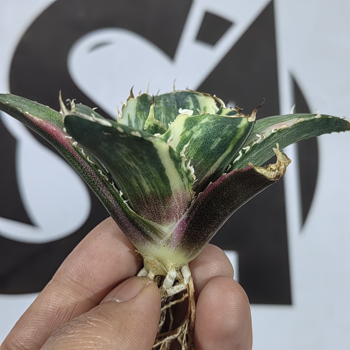 306【上澳園芸】 アガベ Agave チタノタ 白鯨錦 縞斑錦(永久斑 306【上澳園芸】 アガベ Agave チタノタ 白鯨錦 縞斑錦(永久斑