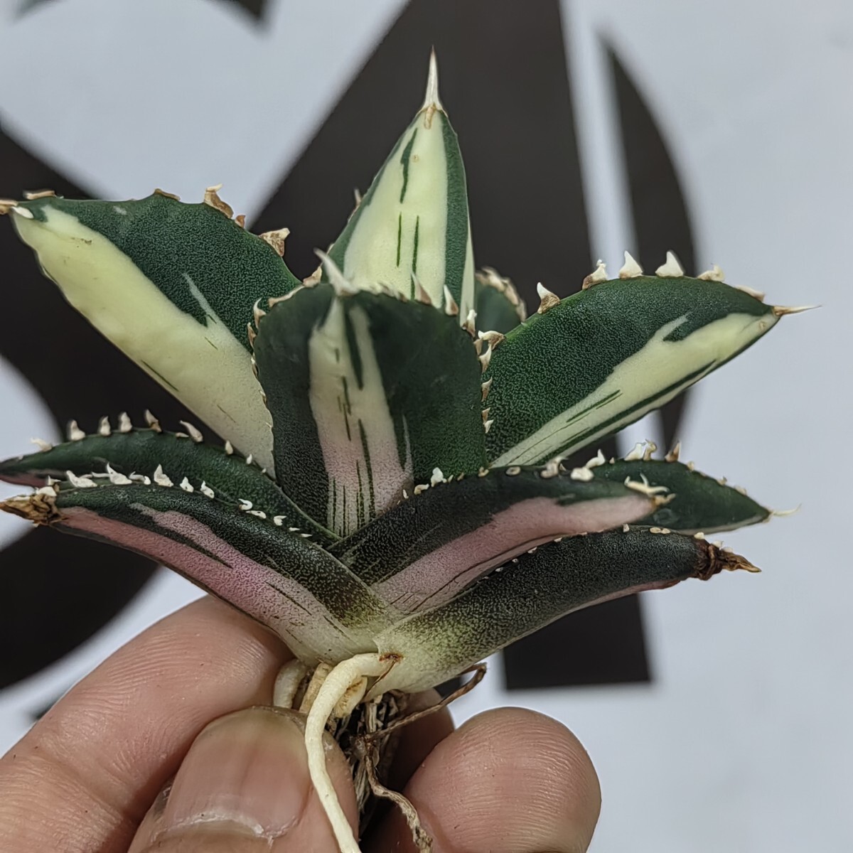 309【上澳園芸】 アガベ チタノタ 狼人錦 安定錦 変異株 309【上澳園芸】 アガベ チタノタ 狼人錦 安定錦 変異株