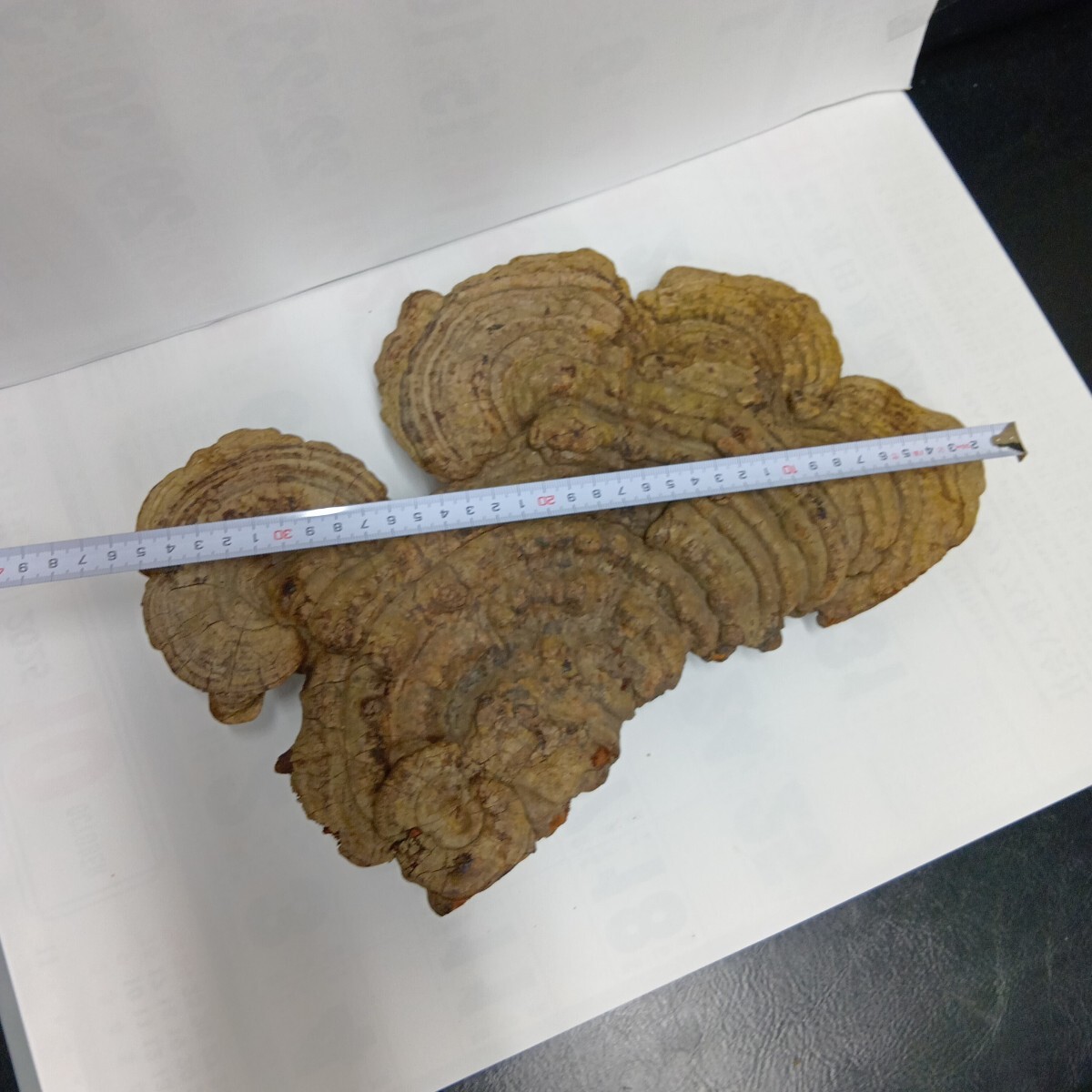 猿の腰掛け 天然木 置物インテリア(置物)|売買された 猿の腰掛け 天然木 置物インテリア(置物)|売買された