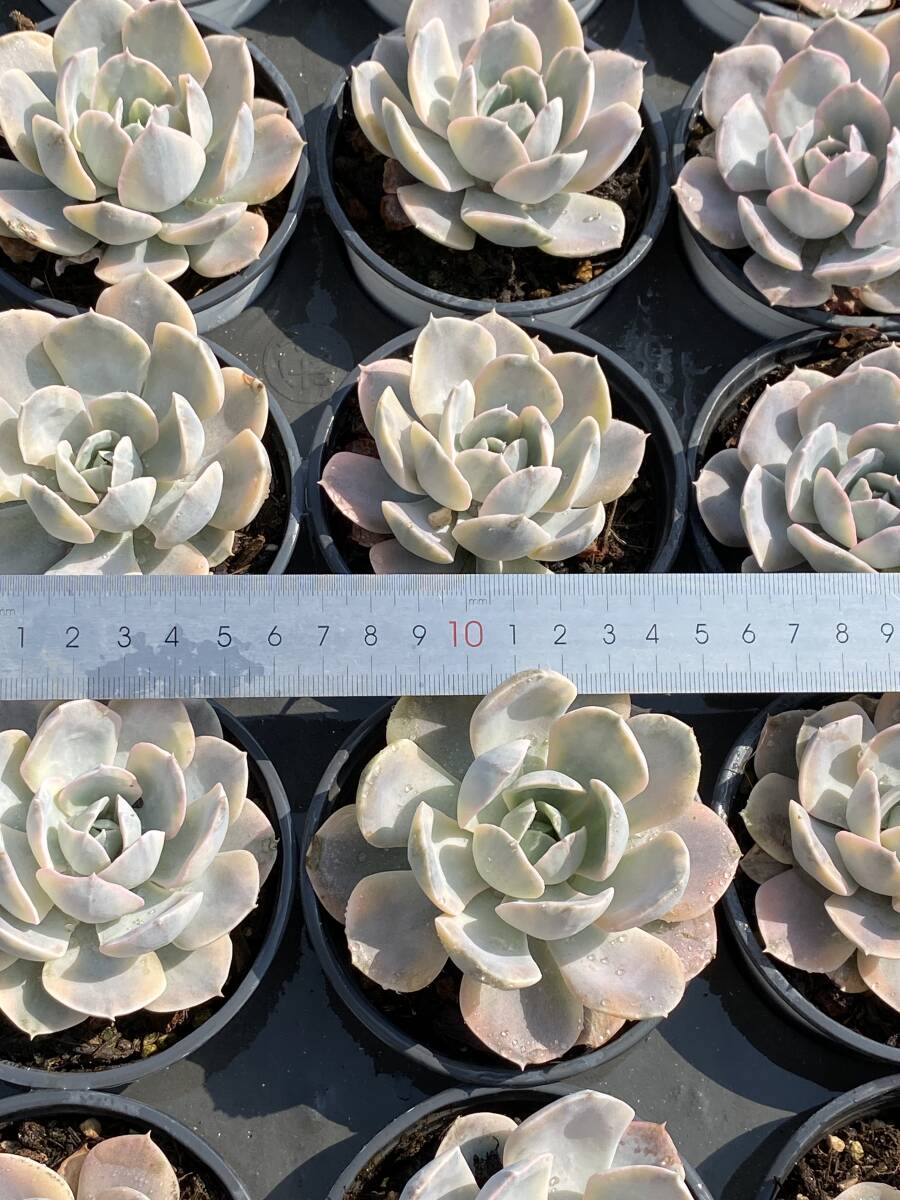 42株 T593 多肉植物 エケベリア 皮氏錦 サボテン 観葉植物 花 42株 T593 多肉植物 エケベリア 皮氏錦 サボテン 観葉植物 花