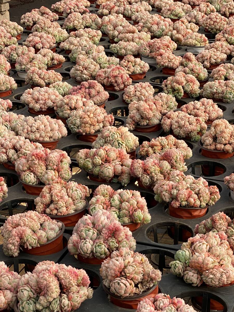 12株 Y538 多肉植物 エケベリア ベリー サボテン 観葉植物 花 12株 Y538 多肉植物 エケベリア ベリー サボテン 観葉植物 花