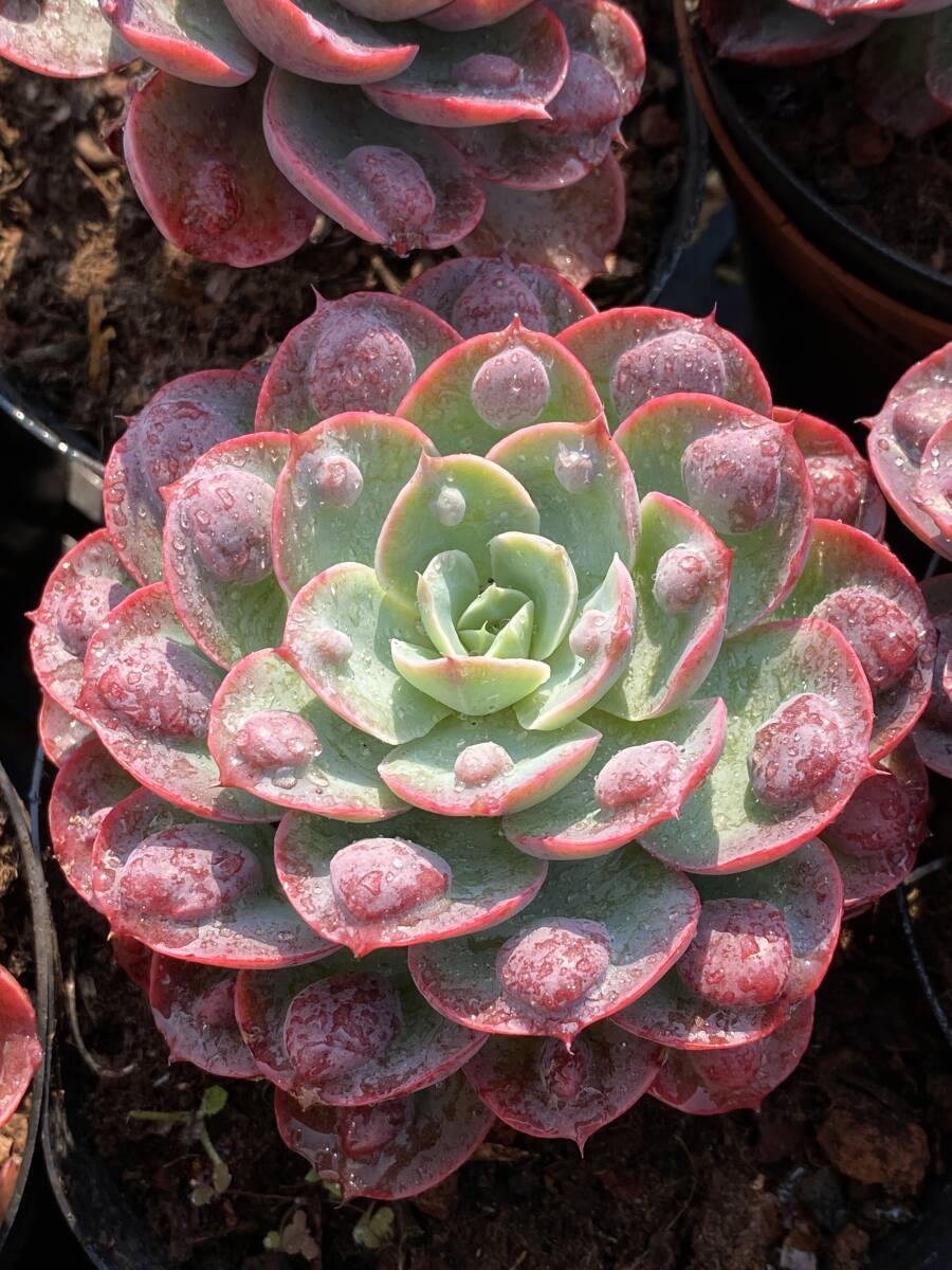 24株 Y611多肉植物 エケベリア アメダマ サボテン 観葉植物 花 24株 Y611多肉植物 エケベリア アメダマ サボテン 観葉植物 花