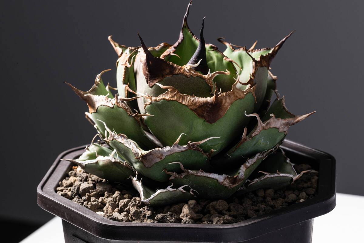 アガベ チタノタ 黒豹 胴切り 子株 天芽【gypsy.plants】 検 アガベ チタノタ 黒豹 胴切り 子株 天芽【gypsy.plants】 検