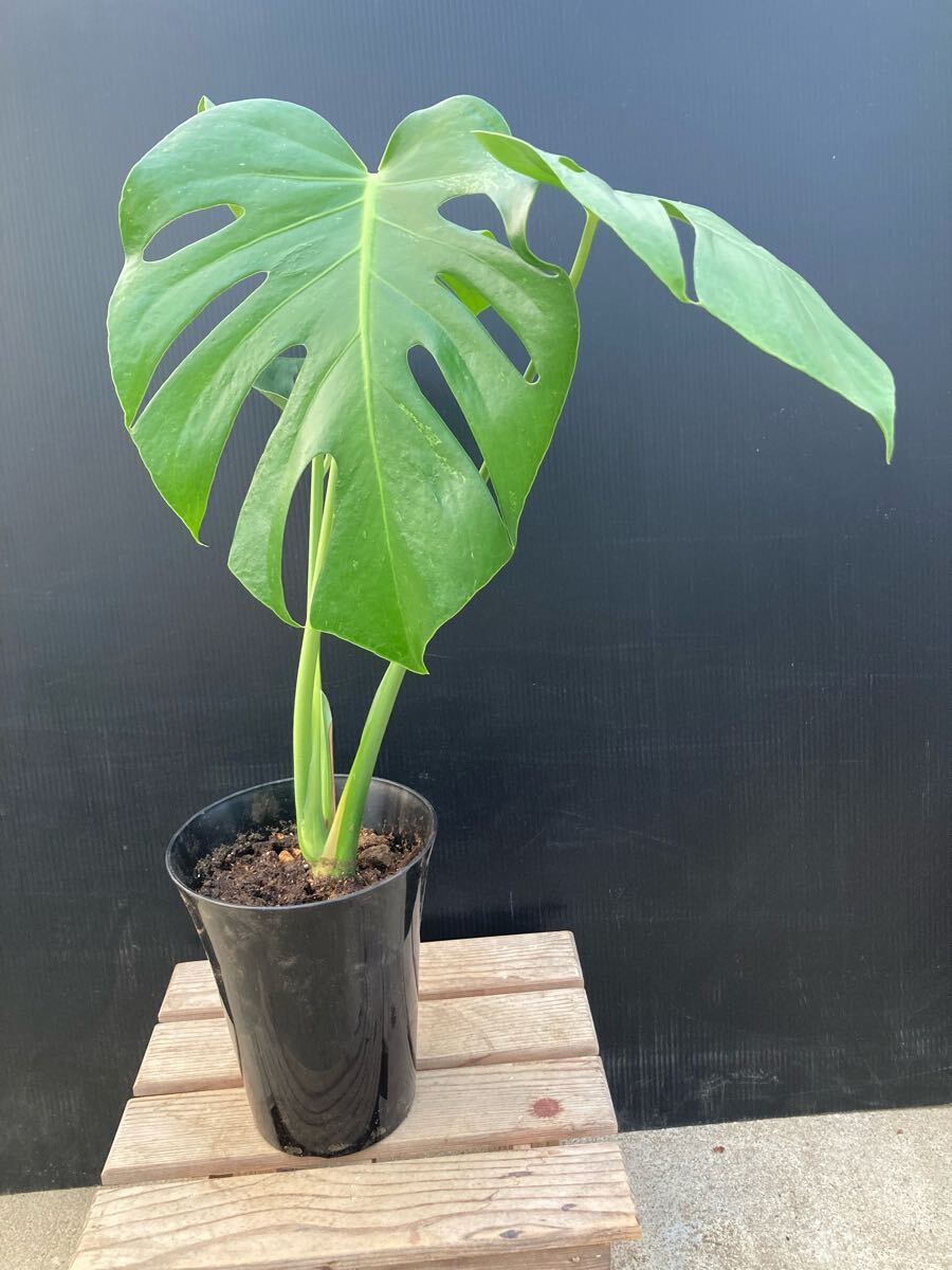 モンステラ デリシオサ ミント斑 ☆ Monstera Deliciosa Mint モンステラ デリシオサ ミント斑 ☆ Monstera Deliciosa Mint