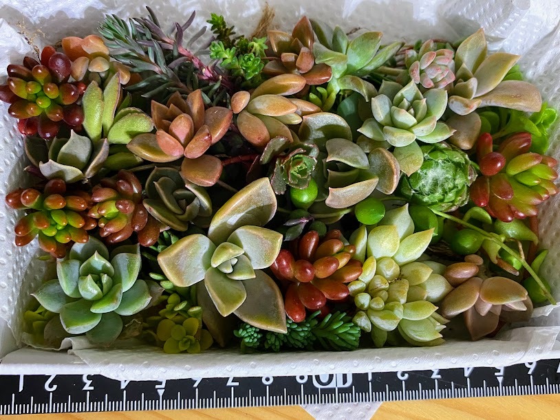 楽天市場】センペルビウム・寄せ植えしやすい「1号苗×3POTセット