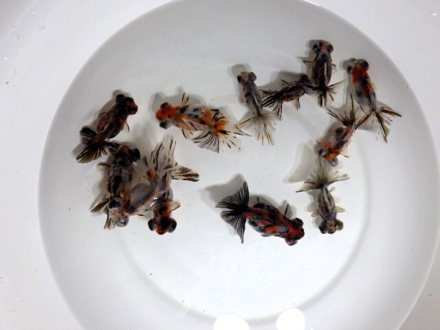 まる キャリコ蝶尾の無選別 針仔 100匹＋αセット(浜松 二橋養魚