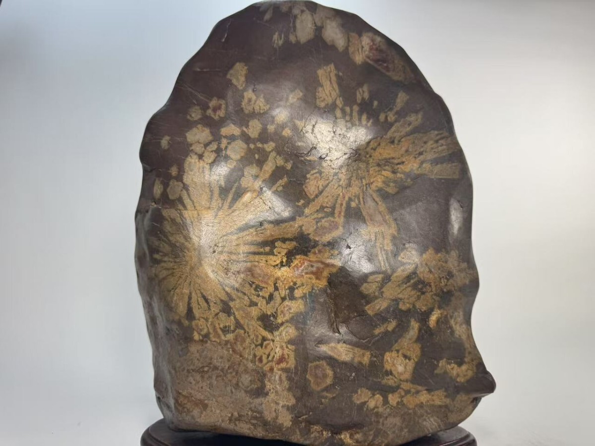 AS798 大型鑑賞石 菊花石 盆石 自然石 置物 銘石 厚重 H40cm 重 AS798 大型鑑賞石 菊花石 盆石 自然石 置物 銘石 厚重 H40cm 重