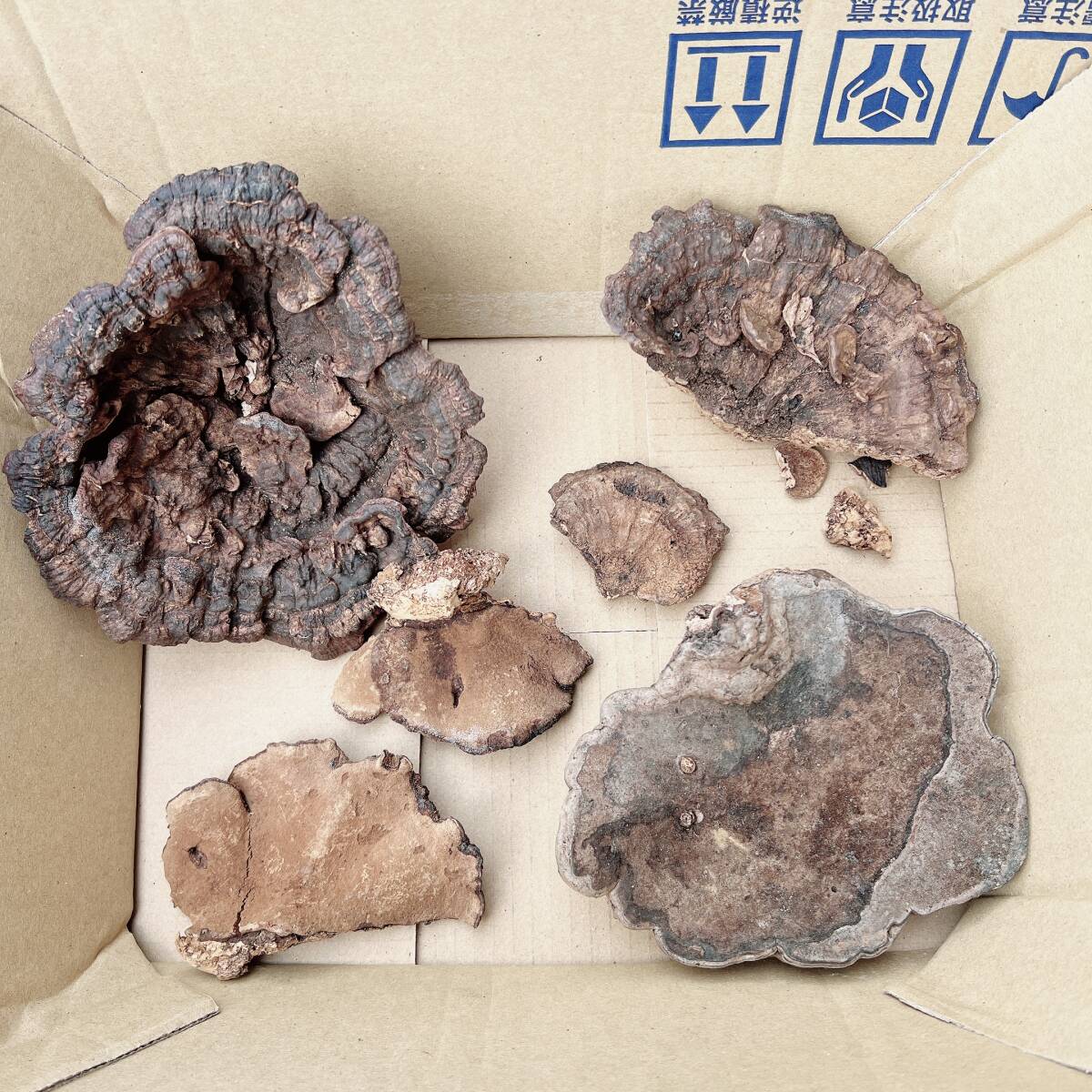 猿の腰掛け サルの腰掛け サルノコシカケ まとめて セット (科学 猿の腰掛け サルの腰掛け サルノコシカケ まとめて セット (科学