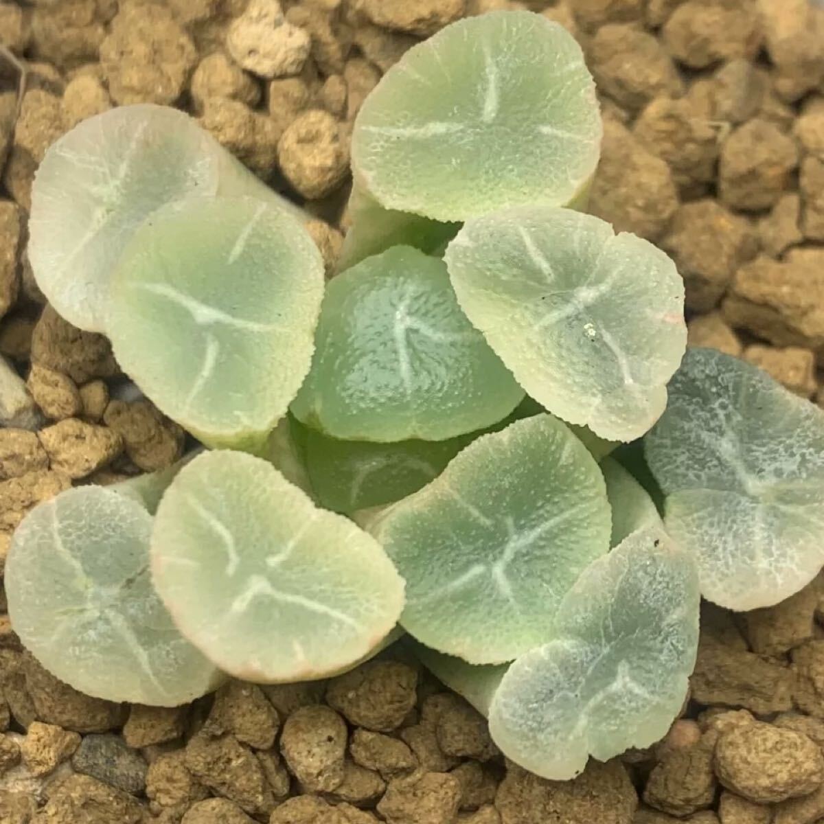 多肉植物 ハオルチア 万象 白月錦 糊斑 自家繁殖 新品種 多肉植物 ハオルチア 万象 白月錦 糊斑 自家繁殖 新品種