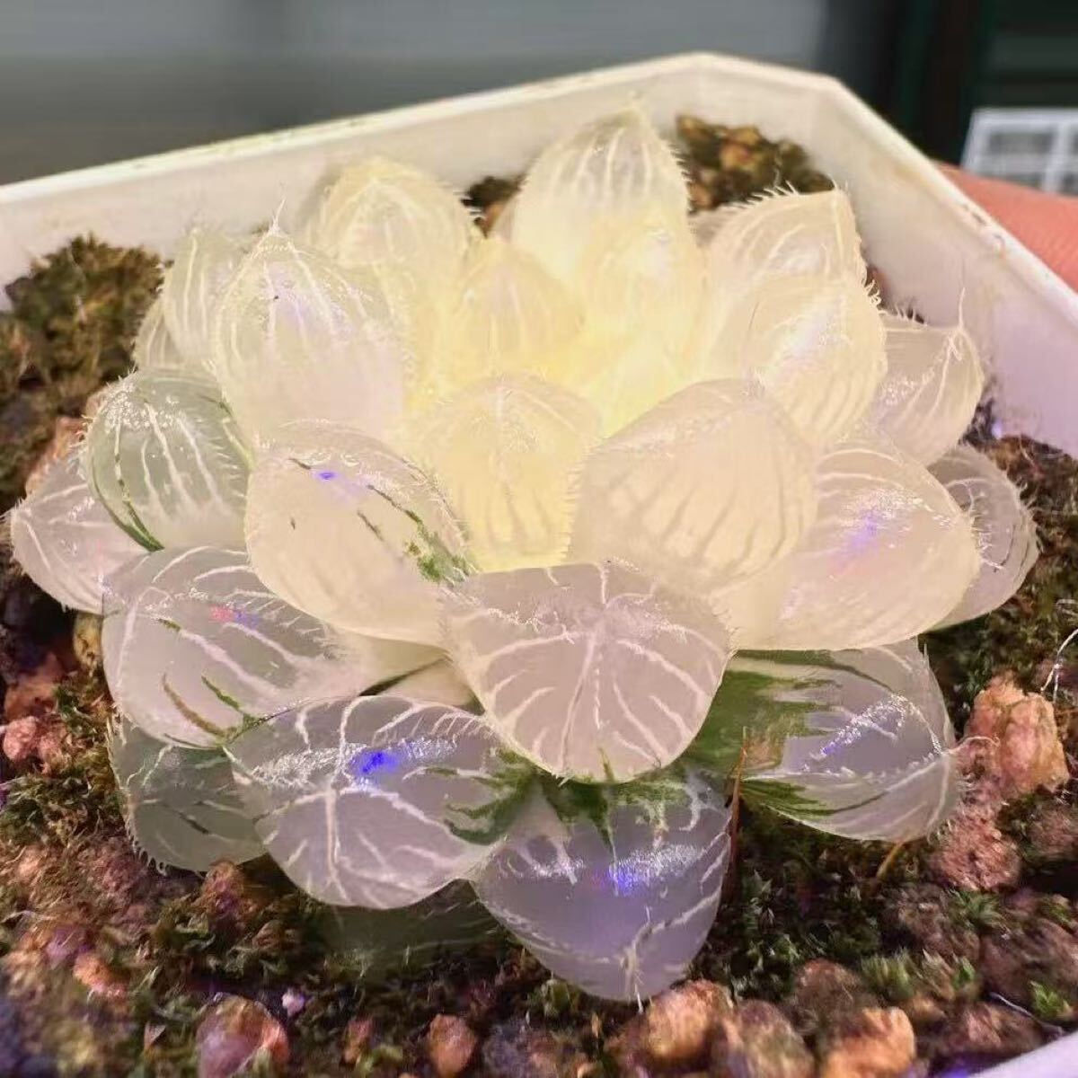 多肉植物 ハオルチア 菘藍錦 糊斑 透明窓 自家繁殖(サボテン 多肉植物 ハオルチア 菘藍錦 糊斑 透明窓 自家繁殖(サボテン