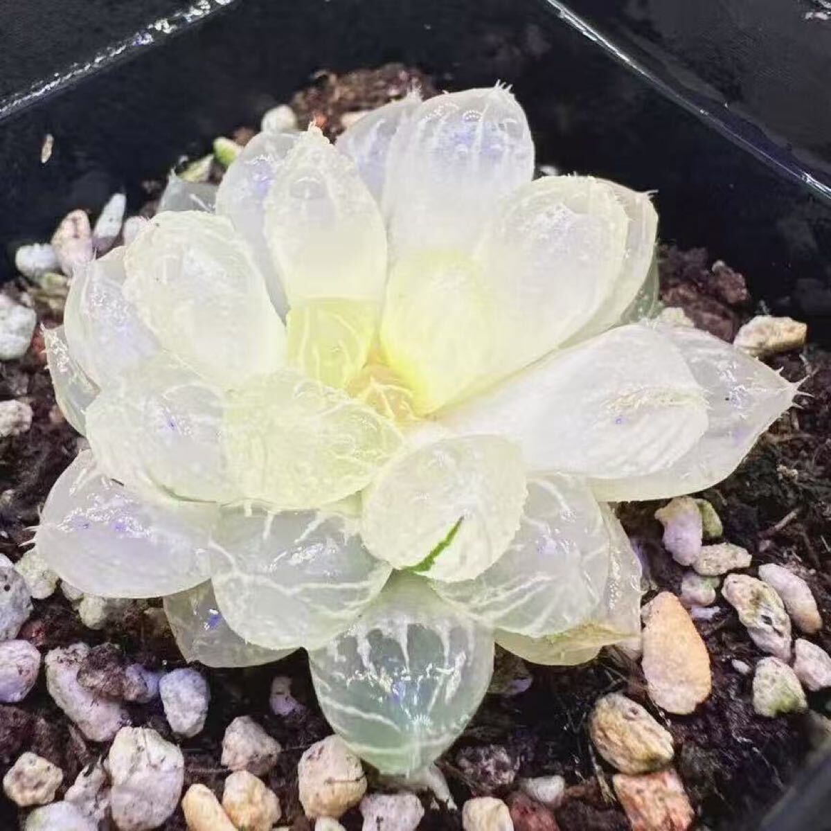 多肉植物 ハオルチア 実生オブツーサ錦 糊斑 透明窓 巨大化 未 多肉植物 ハオルチア 実生オブツーサ錦 糊斑 透明窓 巨大化 未