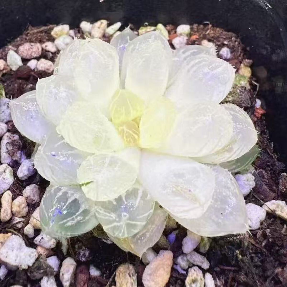 多肉植物 ハオルチア 実生オブツーサ錦 糊斑 透明窓 巨大化 未 多肉植物 ハオルチア 実生オブツーサ錦 糊斑 透明窓 巨大化 未