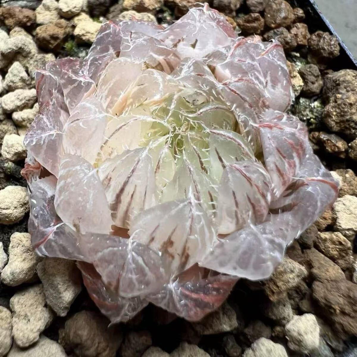 多肉植物 ハオルチア エメラルドLED錦 白琥珀斑 糊斑 超美苗 多肉植物 ハオルチア エメラルドLED錦 白琥珀斑 糊斑 超美苗