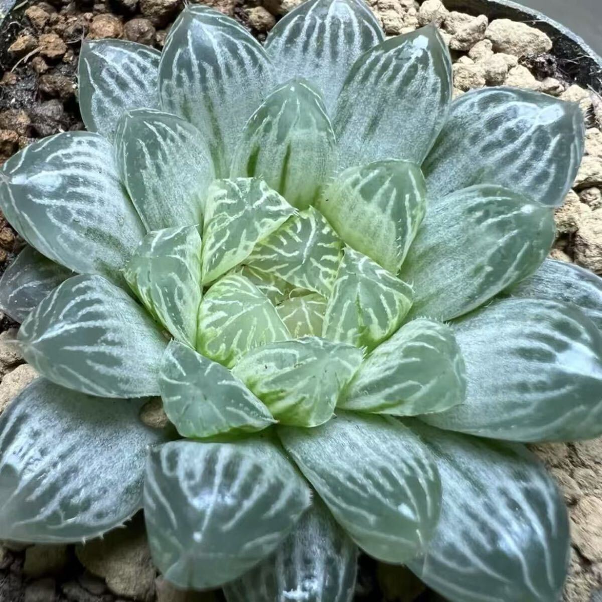 多肉植物 ハオルチア 白斑オブツーサ錦 変異系 糊斑 自家繁殖 多肉植物 ハオルチア 白斑オブツーサ錦 変異系 糊斑 自家繁殖