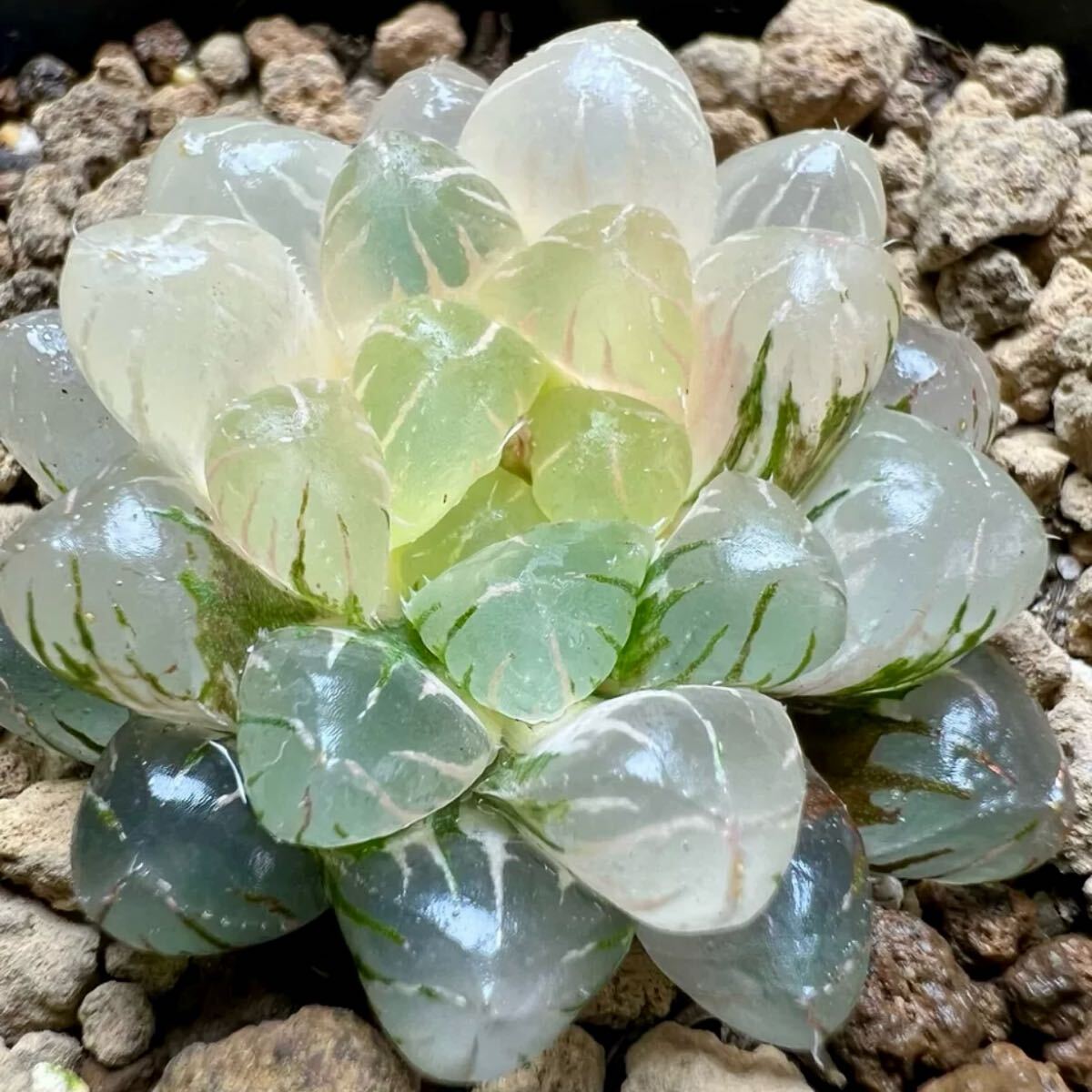 多肉植物 ハオルチア 氷肌オブツーサ錦 透明窓 糊斑 自家繁殖 多肉植物 ハオルチア 氷肌オブツーサ錦 透明窓 糊斑 自家繁殖