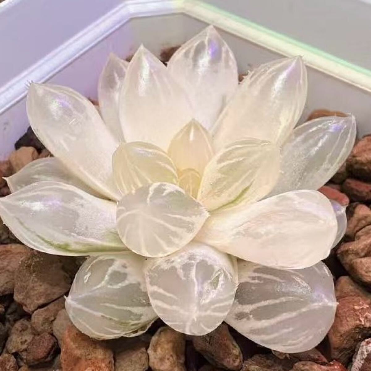 多肉植物 ハオルチア OMオブツーサ錦 いくら錦 透明窓 巨大化 多肉植物 ハオルチア OMオブツーサ錦 いくら錦 透明窓 巨大化